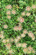 Starry clover (Trifolium stellatum) Camargue, France.May.