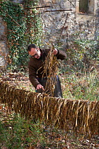 Man drying bark of Paper mulberry (Broussonetia papyrifera) for manufacture of traditional Japanese washi paper, Arles, Camargue, France.