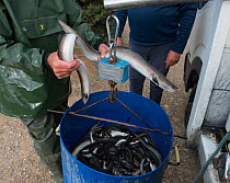Fishermen weighing eel catching during sale, Camargue, France.November 2017.