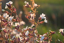 White campion (Silene latifolia alba) flowers, Sambuc, Camargue, France, April.