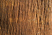 Close up of the bark of Paper mulberry (Broussonetia papyrifera). Camargue, France, February.