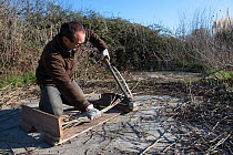 Man cutting branches of Paper mulberry (Broussonetia papyrifera) used for making traditional Japanese washi paper. Arles, Camargue, France. December.