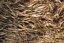 Fibres of Paper mulberry (Broussonetia papyrifera) used for making traditional Japanese washi paper. Arles, Camargue, France. December.