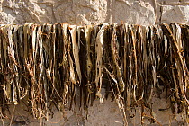 Paper mulberry (Broussonetia papyrifera) bark drying for production of traditional Japanese washi paper, Arles. Camargue, France, December.