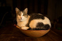 Tabby and white Cat sitting in bowl.