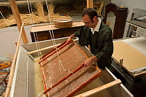 Man using traditional Japanese washi paper making techniques, Camargue, France. September 2013.