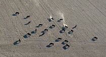 Aerial image of bulls in dry field, scratching the ground and sending up dust in windy weather. Camargue, France, October.