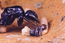 Japanese carpenter ant (Camponotus japonicus) queen helping worker emerging from its pupae.