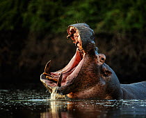 Hippopotamus (Hippopotamus amphibius) in pool with mouth open. Mana Pools National Park, Zimbabwe.