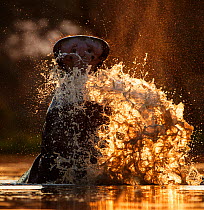 Hippopotamus (Hippopotamus amphibius) splashing in pool in evening light. Mana Pools National Park, Zimbabwe.