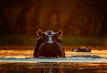 Hippopotamus (Hippopotamus amphibius) in water at sunset. Mana Pools National Park, Zimbabwe.