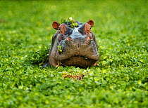 Hippopotamus (Hippopotamus amphibius) in pond, surrounded by Water lettuce (Pistia stratiotes). Mana Pools National Park, Zimbabwe.