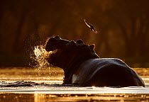 Hippopotamus (Hippopotamus amphibius) spraying water at sunrise with bird flying overhead. Mana Pools National Park, Zimbabwe.