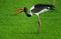 Saddle-billed stork (Ephippiorhhynchus senegalensis), male feeding on insects. Mana Pools National Park, Zimbabwe.