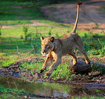 Lion (Panthera leo), female jumping over a stream. Mana Pools National Park, Zimbabwe.