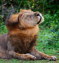 Lion (Panthera leo), male shaking mane. Mana Pools National Park, Zimbabwe.