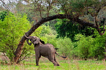 Elephant (Loxodonta africana) shaking tree for acacia pods with forest in background. Mana Pools National Park, Zimbabwe. November 2017.