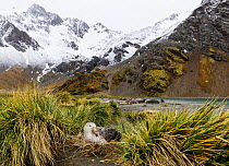 Northern Giant Petrel  (Macronectes halli)  Nesting amongst Tussock Grass  Ocean Harbour  South Georgia Is.  South Atlantic  October 2017