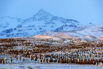 King penguin (Aptenodytes patagonicus) colony at sunrise with mountains in background. St Andrews Bay, South Georgia. October 2017.