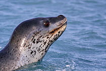 Leopard seal (Hydrurga leptonyx) in sea, St Andrews Bay, South Georgia.  October.