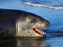 Leopard seal (Hydrurga leptonyx) portrait, St Andrews Bay, South Georgia. October.