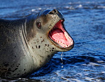Leopard seal (Hydrurga leptonyx) with mouth open showing aggression, St Andrews Bay, South Georgia. October.