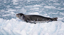 Leopard seal (Hydrurga leptonyx) resting on ice floe near Twitcher Glacier, South Georgia. October.
