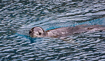 Leopard seal (Hydrurga leptonyx) swimming in Leith Bay, South Georgia. October.