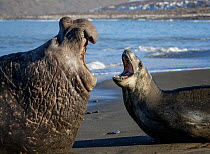 Leopard seal (Hydrurga leptonyx) and Southern elephant seal  (Mirounga leonina) male, threatening each other. St Andrews Bay, South Georgia. October.