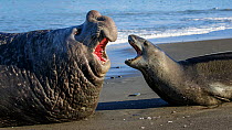 Leopard seal (Hydrurga leptonyx) and Southern elephant seal  (Mirounga leonina) male, threatening each other. St Andrews Bay, South Georgia. October.
