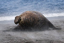 Southern elephant seal  (Mirounga leonina), male blasted by sand in high winds. Right Whale Bay, South Georgia. September.