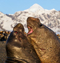 Southern elephant seal (Mirounga leonina), two males fighting. St Andrews Bay, South Georgia. October.