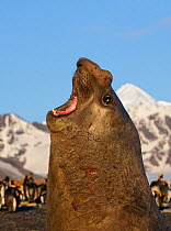 Southern elephant seal (Mirounga leonina), male rearing up aggressively with King penguins (Aptenodytes patagonicus) in background. St Andrews Bay, South Georgia. October.