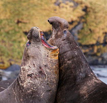 Southern elephant seal (Mirounga leonina), two males fighting. Gold Harbour, South Georgia. October.