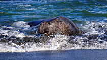 Southern elephant seal (Mirounga leonina), male coming ashore. Gold Harbour, South Georgia. October.