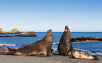 Southern elephant seal  (Mirounga leonina), two males fighting with female in forground, Gold Harbour, South Georgia. October 2017.
