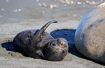 Southern elephant seal (Mirounga leonina) pup near mother&#39;s teats. Gold Harbour, South Georgia. October.