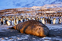Southern elephant seal (Mirounga leonina), male at sunrise with King penguin (Aptenodytes patagonicus) colony in background. St Andrews Bay, South Georgia. October 2017.