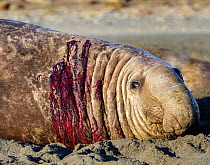 Southern elephant seal (Mirounga leonina), male bloodied after a fight. Right Whale Bay, South Georgia. September.