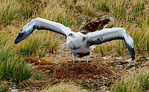 Wandering albatross (Diomedea exulans), chick exercising wings on nest. Prion Island, Bay of Isles, South Georgia. October.