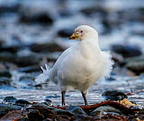 Snowy sheathbill (Chionis alba) standing on rocky shore. Right Whale Bay, South Georgia. September.