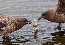 Brown skua (Stercorarius antarcticus), two fighting over carrion whilst standing in sea. South Georgia. September.