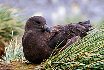 Brown skua (Stercorarius antarcticus) resting on tussock grass. Right Whale Bay, South Georgia. September.