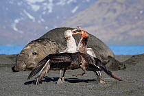 Southern giant petrel (Macronectes giganteus) fighting with Northern giant Petrel (Macronectes halli). Southern elephant seal  (Mirounga leonina) male observing in background. St Andrews Bay, South Ge...