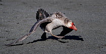Northern giant petrel (Macronectes halli) running in aggression with bloodied face. St Andrews Bay, South Georgia. October