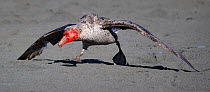Northern giant petrel (Macronectes halli) running with wings outstretched, face bloodied. St Andrews Bay, South Georgia. October.
