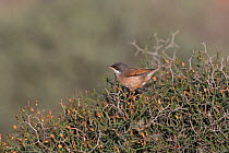 Spectacled warbler (Sylvia conspicillata orbitalis), male perched in shrub,  Fuerteventura, Canary Islands, Spain. February.