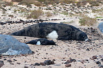 Mediterranean monk seal (Monachus monachus) group including mother and baby, Fuerteventura, Canary Islands, Spain. February.