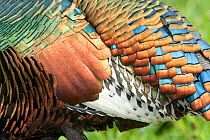 Ocellated turkey (Meleagris ocellata) close up of feathers showing iridescence. Captive.