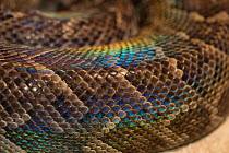 Rainbow boa (Epicrates cenchria cenchria) showing iridescence of the scales. Captive, occurs in  Central and South America.